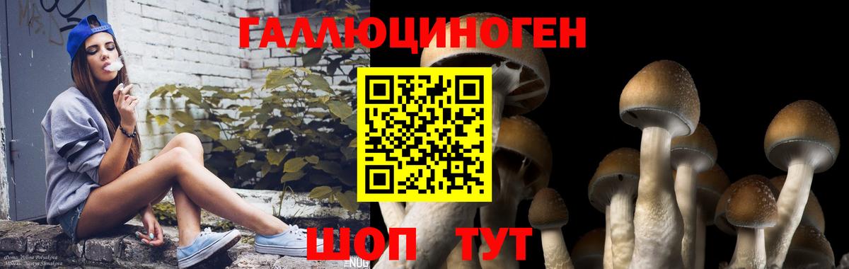 Псилоцибиновые грибы Psilocybine cubensis Мценск